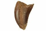 Serrated, Juvenile Carcharodontosaurus Tooth #228779-1
